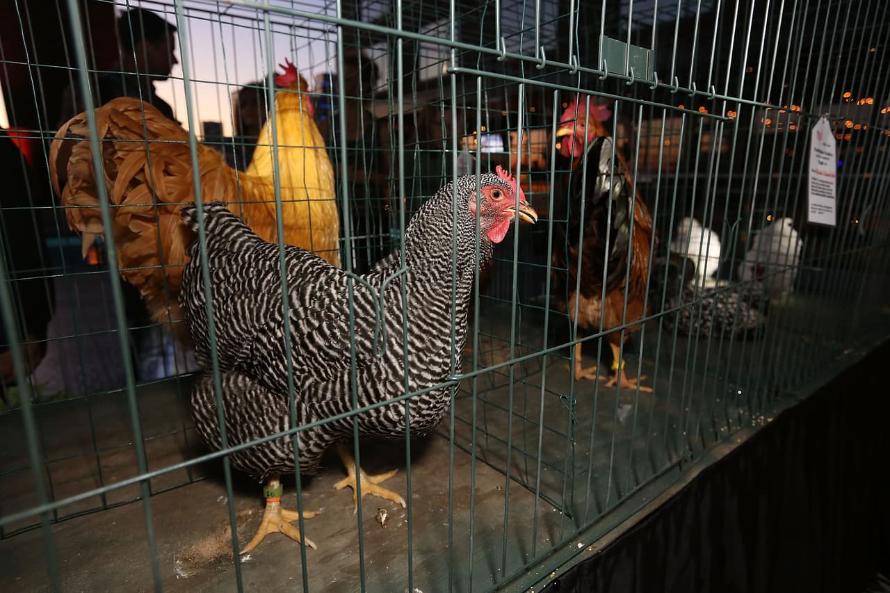 Otra legislación nueva señala que 
<b>los residentes podrán criar en casa hasta seis gallinas en sus patios traseros. </b>