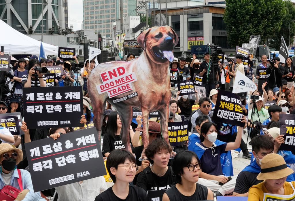 Parlamento de Corea del Sur aprueba una histórica ley para prohibir el comercio de carne de perro