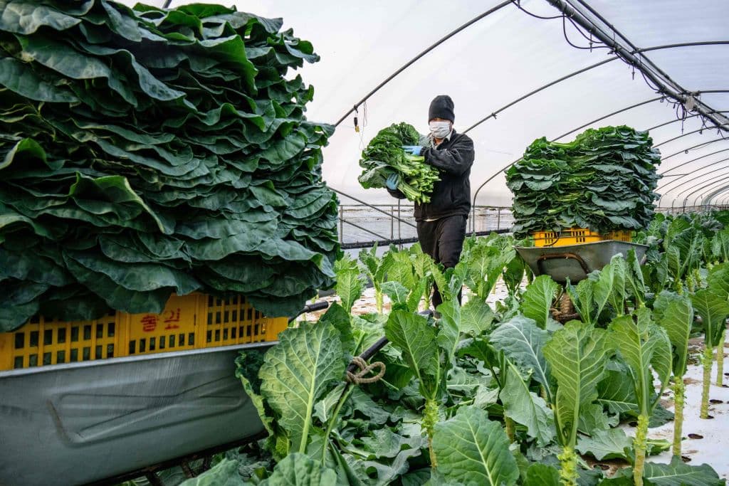 <b>3. Kale, berza y hojas de mostaza:</b> la kale cultivada de forma convencional en EEUU suele estar contaminada por un pesticida que la Agencia de Protección Ambiental considera un posible carcinógeno humano y que aunque en Europa ya no se usa, en EEUU se sigue empleando en algunos cultivos, como la kale o el brócoli. Otras verduras de hoja verde como la berza o las hojas de mostaza también presentan niveles detectables de ese pesticida, el DCPA. A medida que el uso de estos vegetales se va extendiendo en la dieta de los estadounidense, también lo han hecho los pesticidaa que llevan sus cultivos.