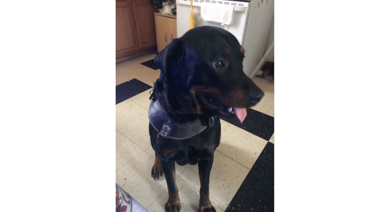 La mascota de Isabel.