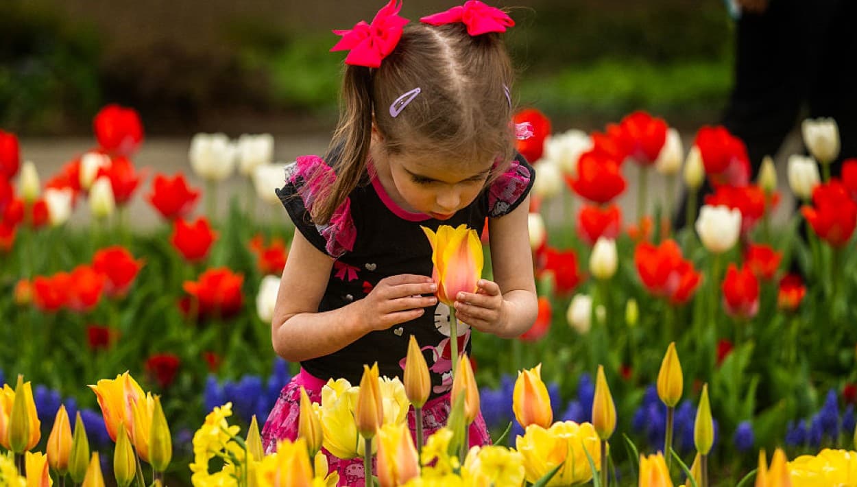 Con un festival de elegancia y color, las flores de Longwood Gardens reciben la primavera 