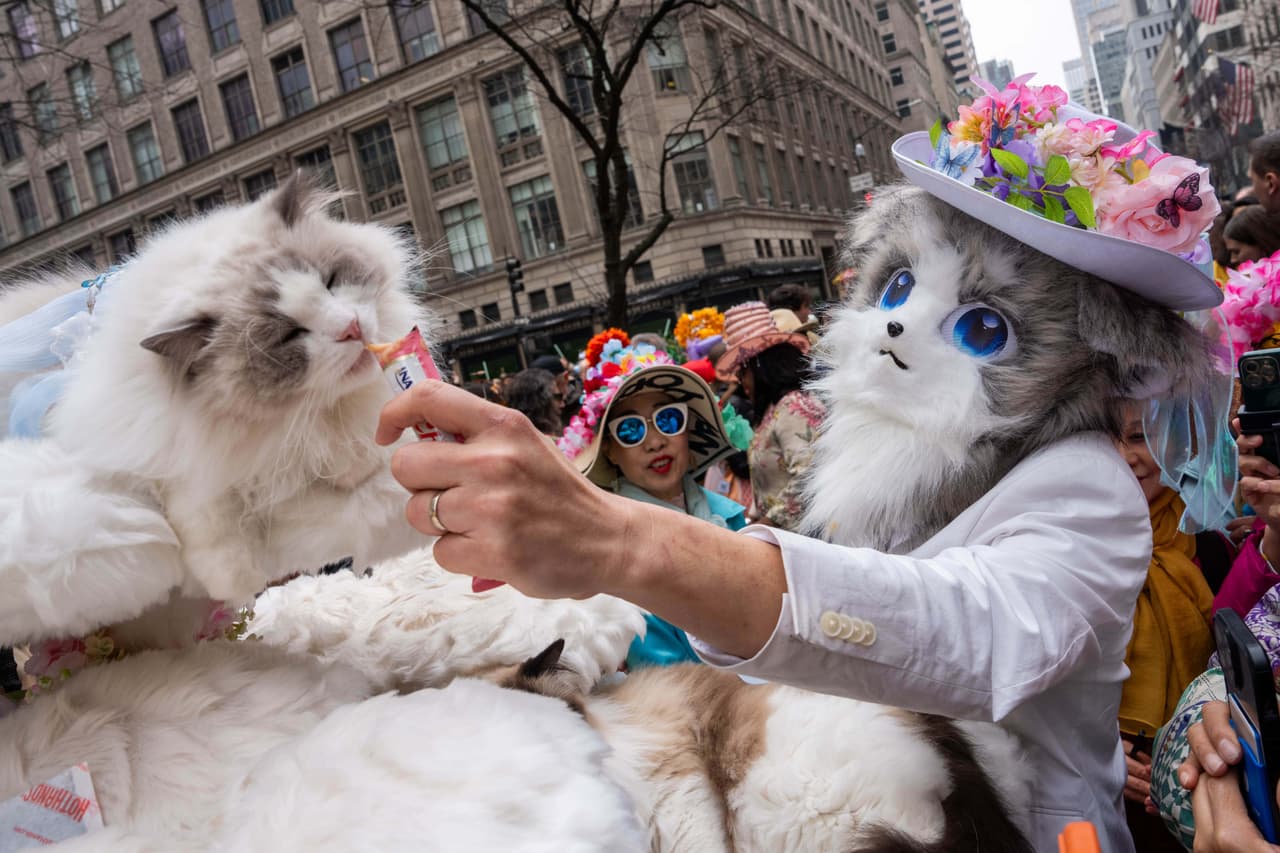 Stanley alimenta a su gato Picco durante el Desfile de Sombreros de Pascua en la Quinta Avenida, el domingo 5 de abril de 2026, en Nueva York.