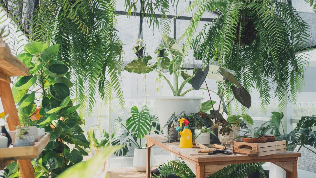 Refresca el interior de tu casa con estas 5 plantas que absorben el calor