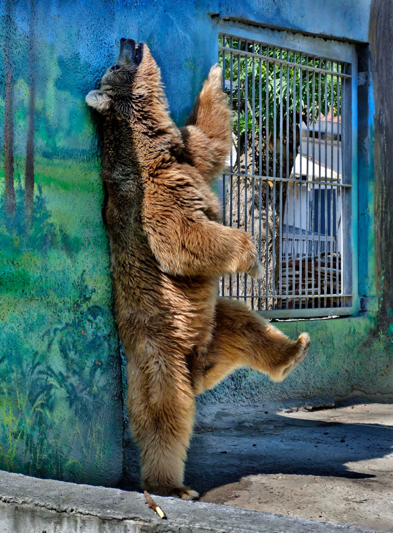 Otro osito realizó sus pasos más sexys.