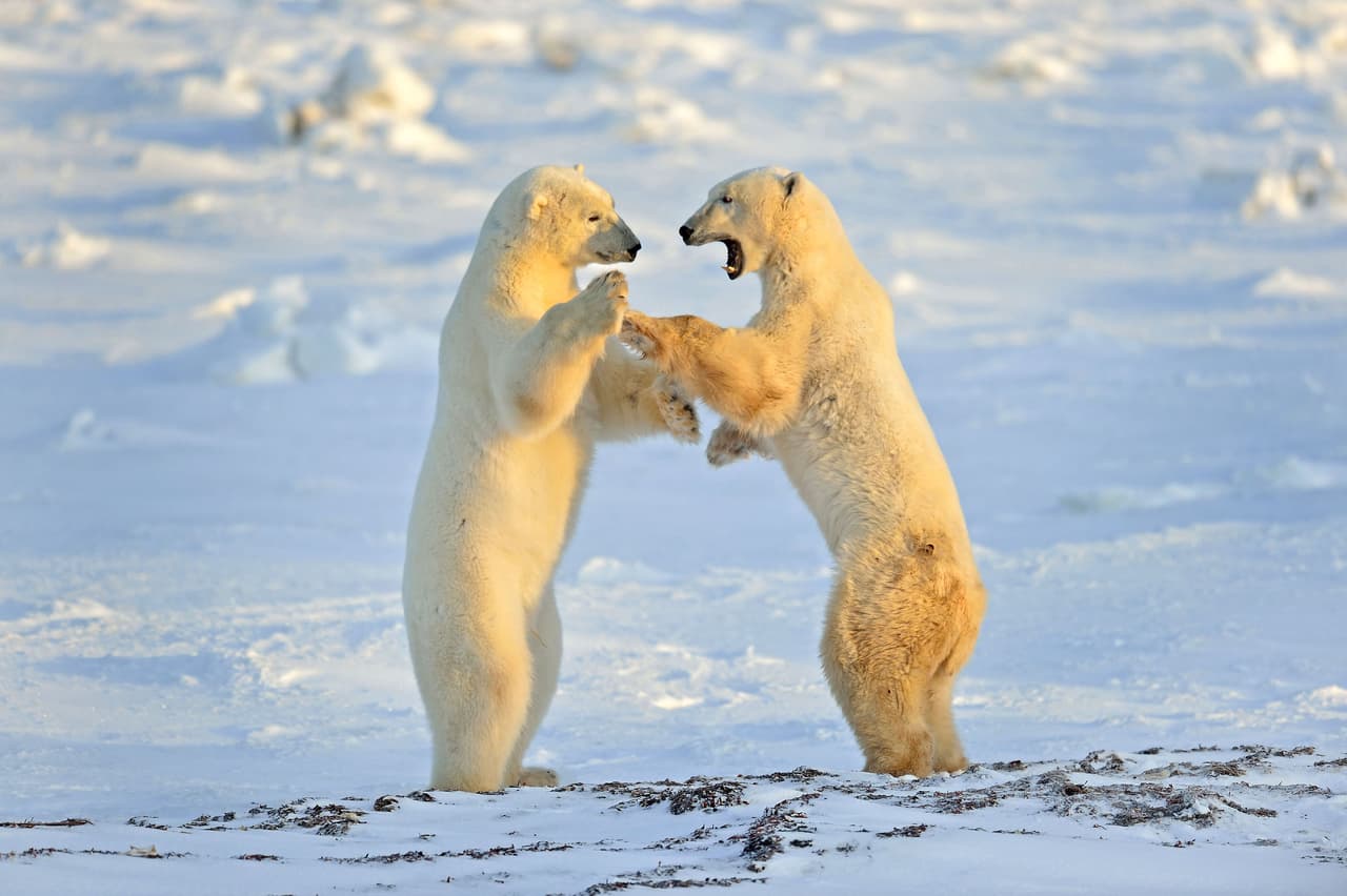 A veces alguien se enoja por el otro lo pisó mientras bailaban. ¡Ups!