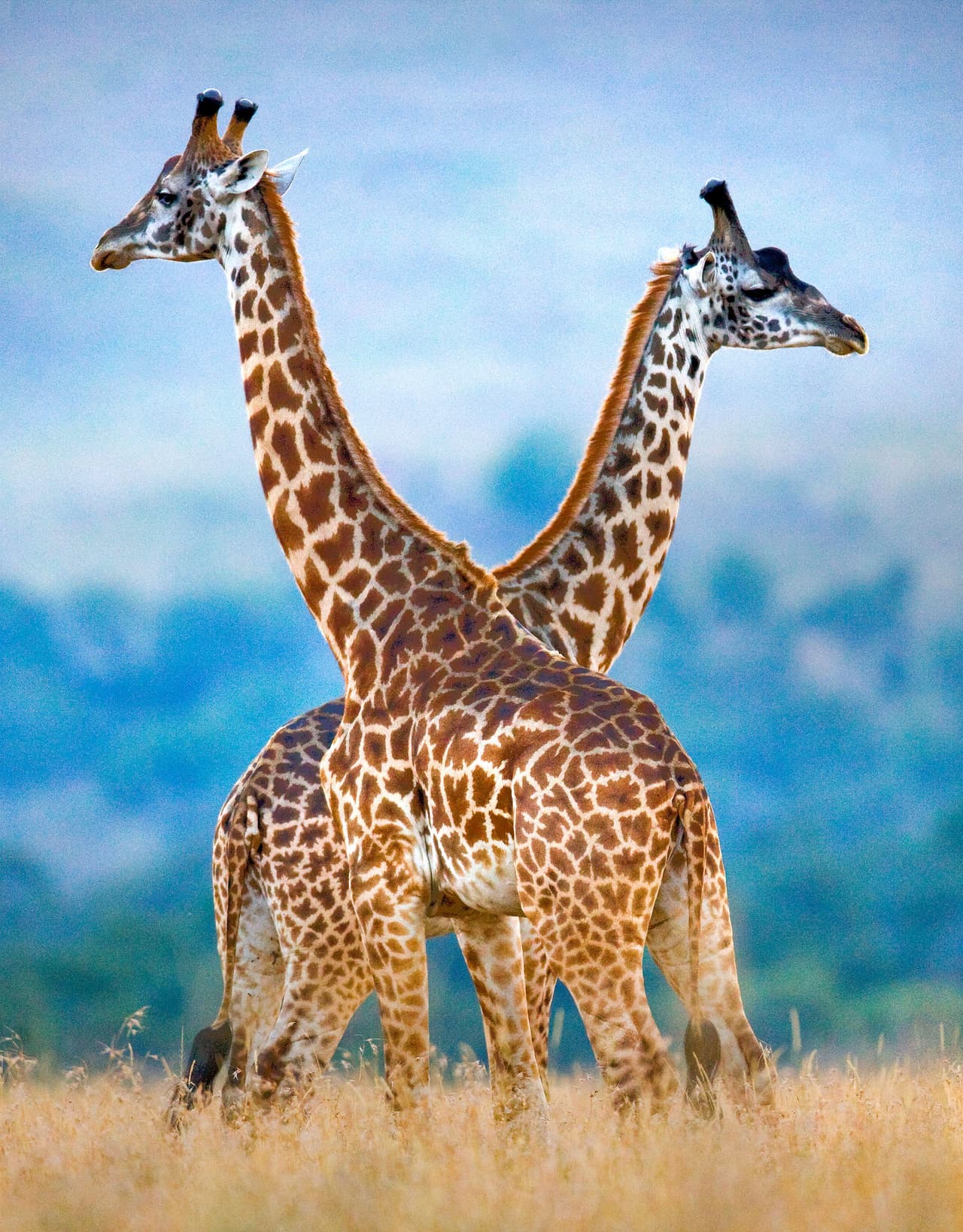 Y las jirafas tienen sus propios pasos: lentos y románticos, con mucho movimiento de cabeza y cuello.