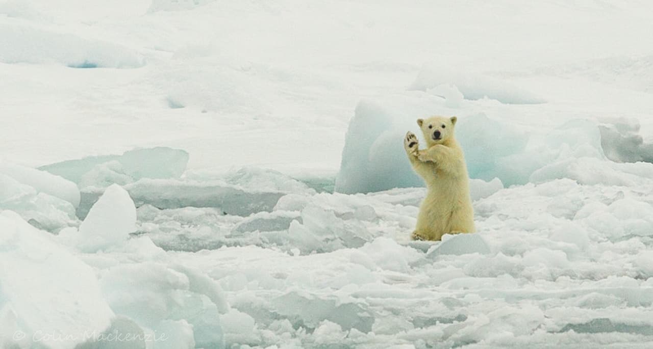 ¡Hasta en el polo norte bailan 'La Macarena'!