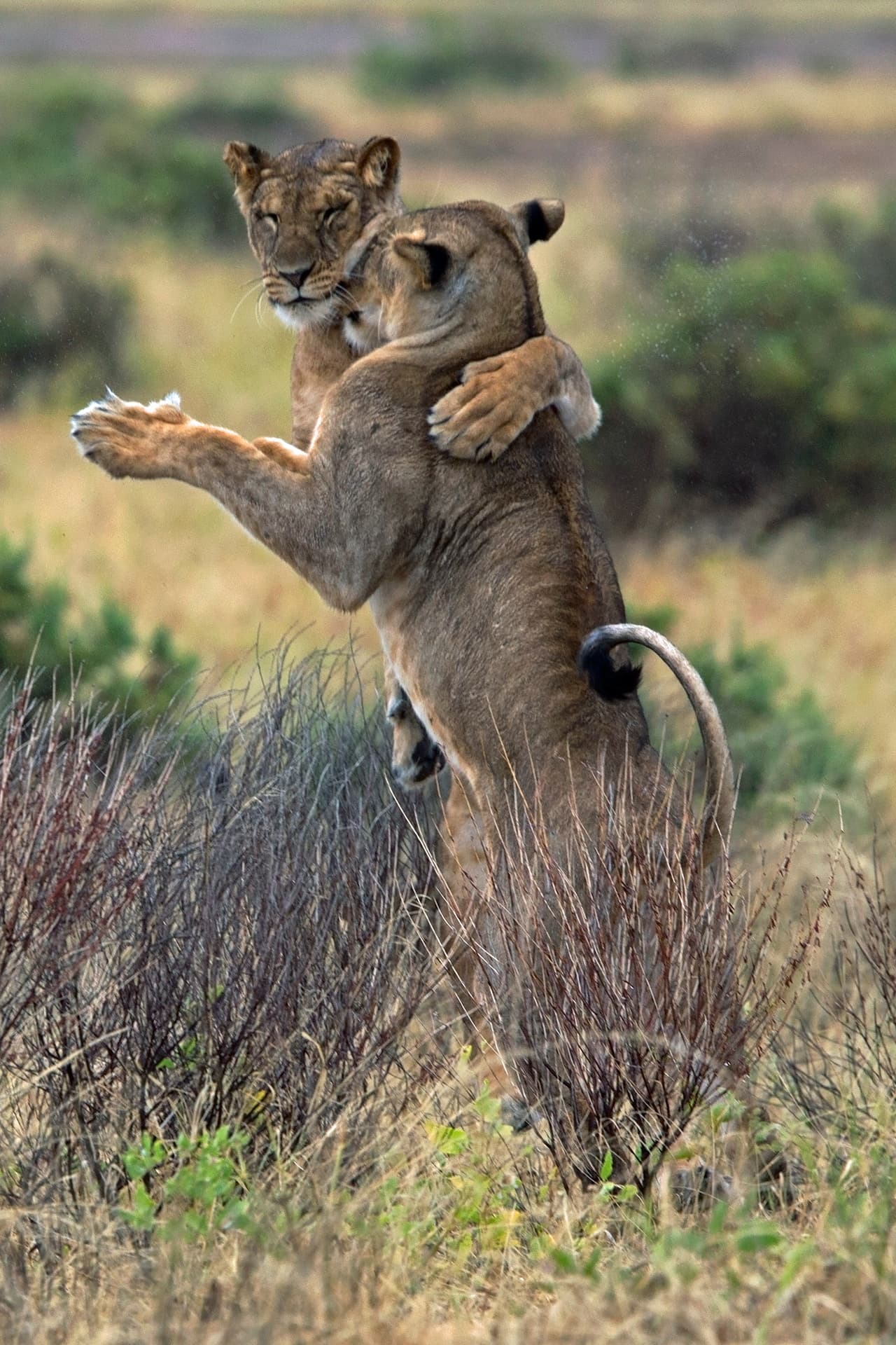 ¡Y ellos fueron a lecciones de baile de salón para ser los mejores de la zona!
