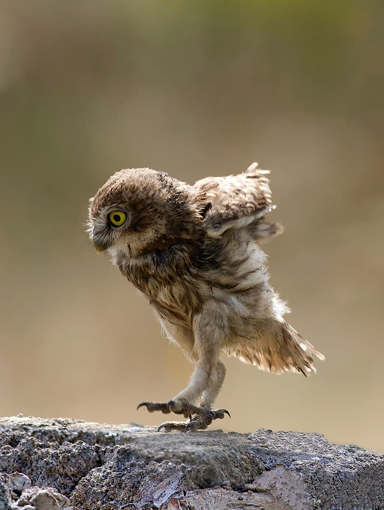 ¡Hasta los búhos pueden practicar zapateado!