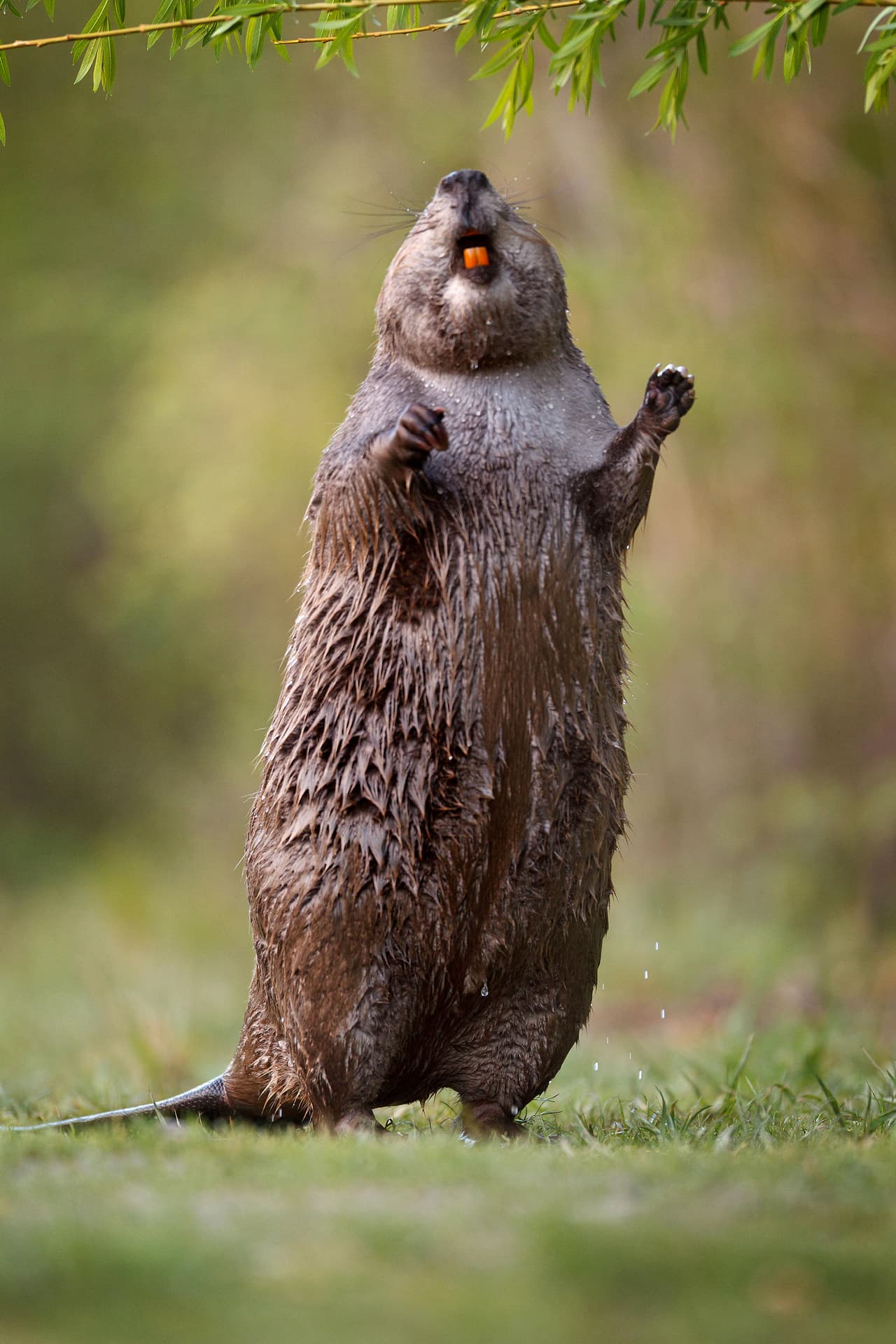 No sólo sabe danzar, además este castor canta como nadie.