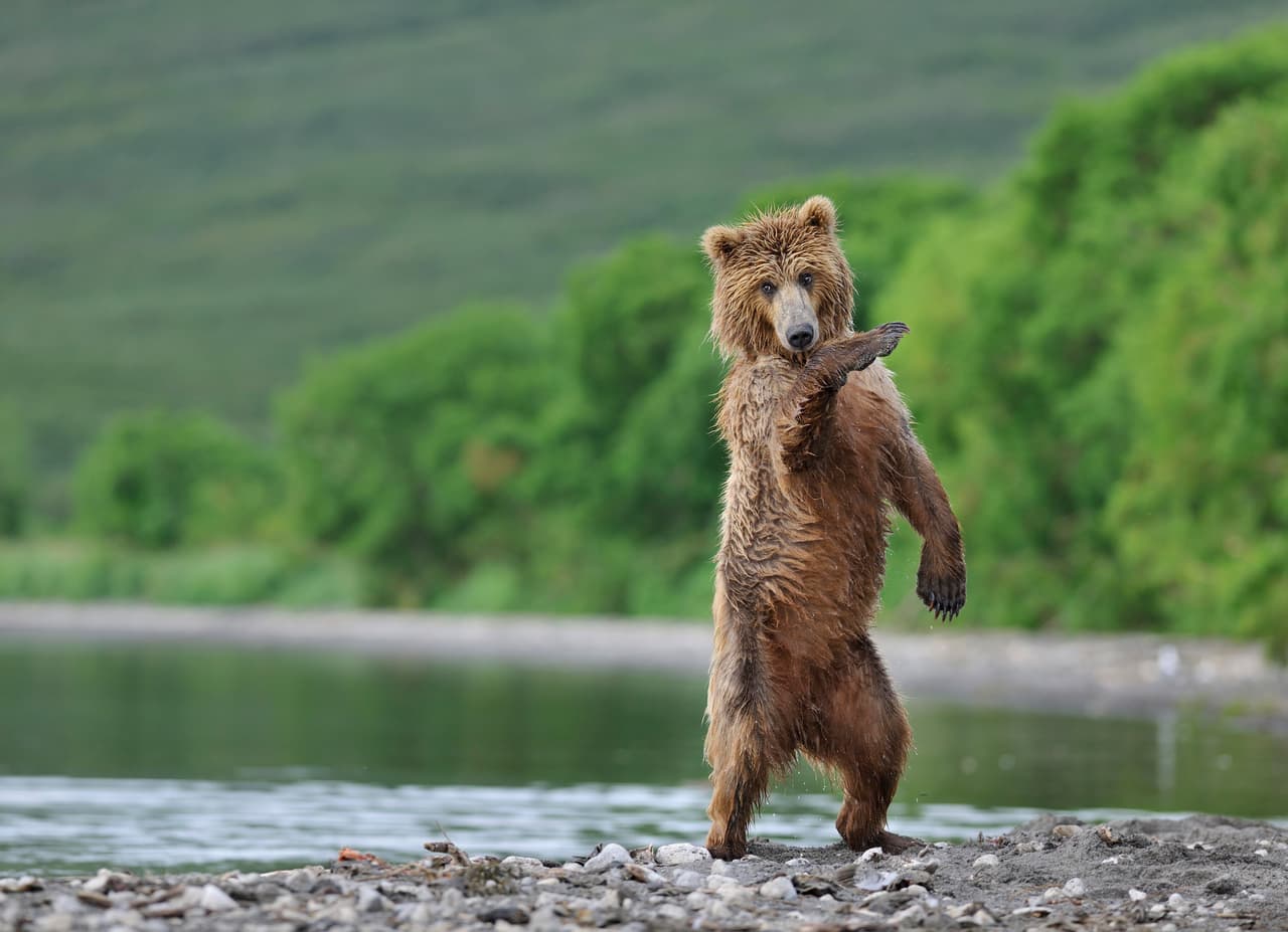 Parece que este oso se metió en las mejores lecciones de baile.