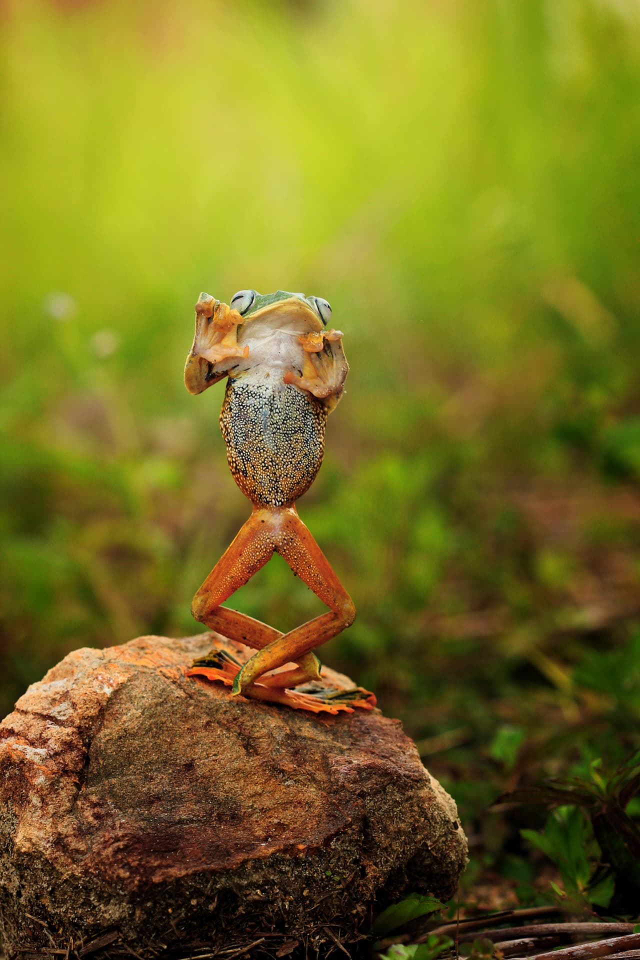 No hay nada mejor para esta rana que sonreír mientras disfruta del mejor reggaeton.