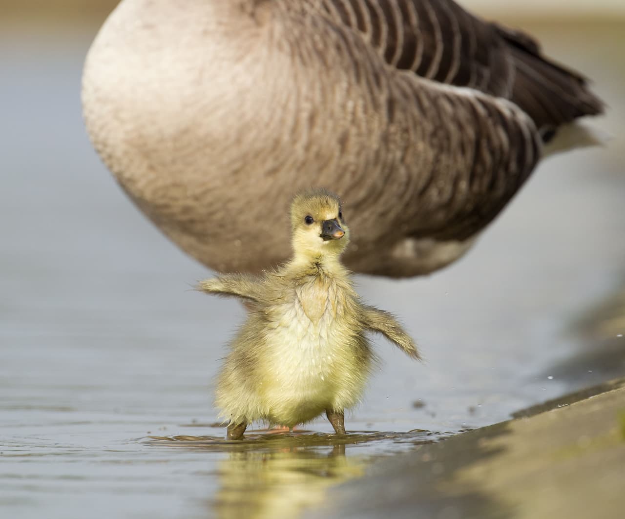 ¡Los animales también pueden bailar! ¿Qué te parecen los pasos de este patito?