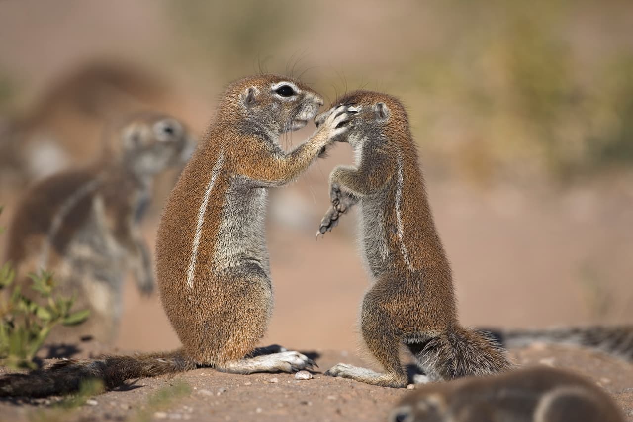 Están practicando su rutina para vencer a los campeones de danza.