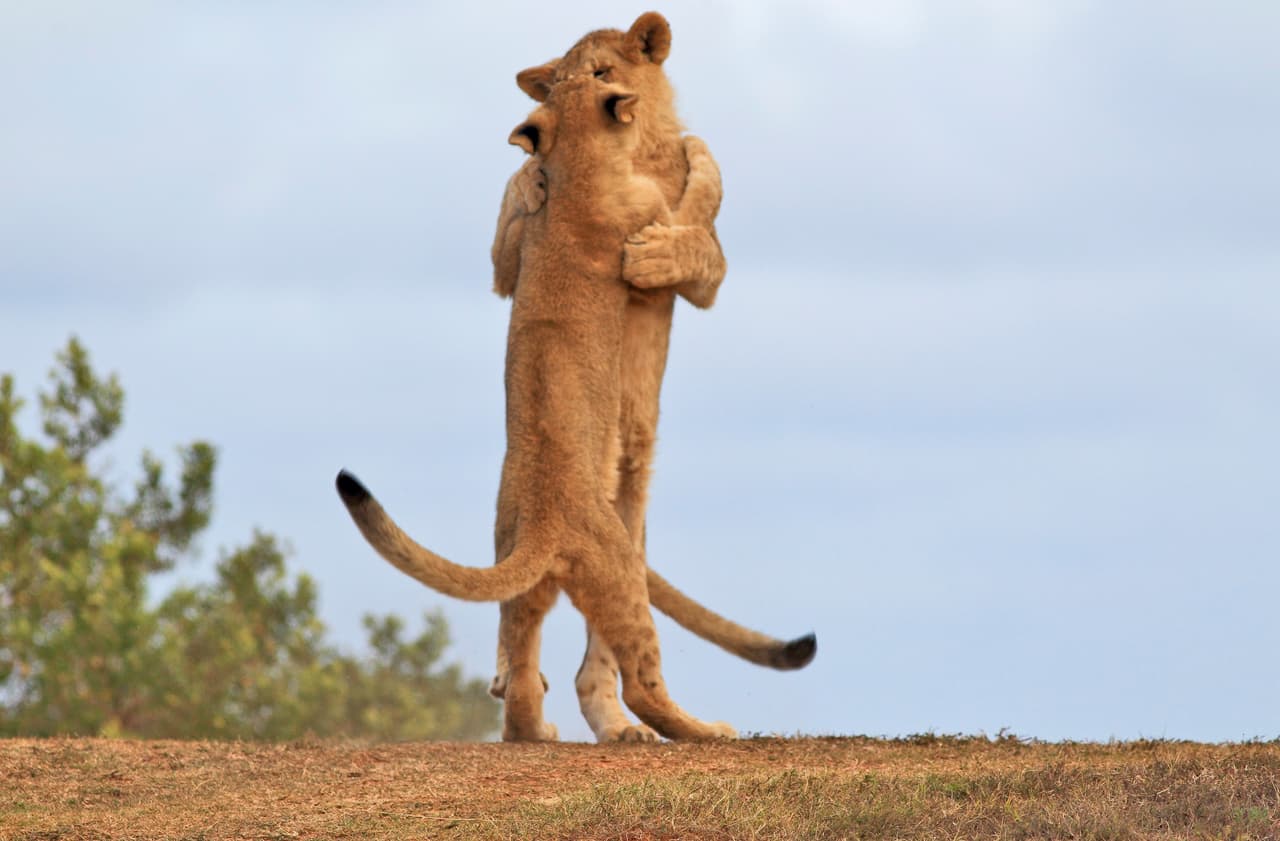 Es el primer baile de estos dos cachorros de león.