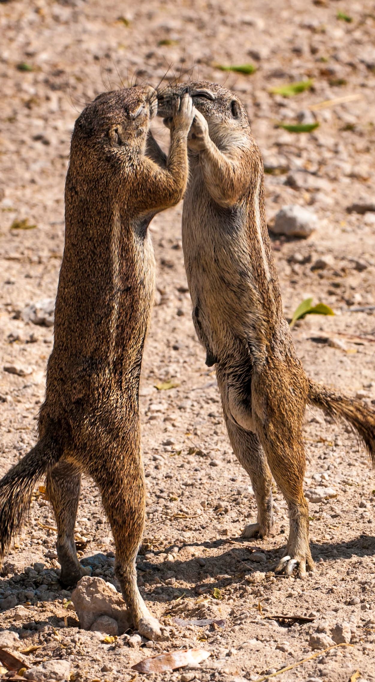 Las ardillas aprovechan cualquier momento para coquetearse mientras hacen su performance.