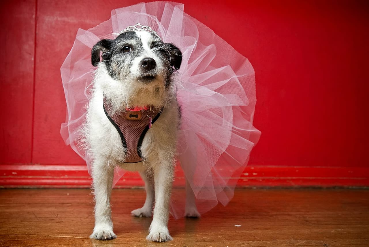 Esta cachorrita está lista para demostrar que tiene mucho talento para el ballet.