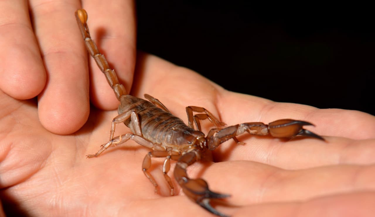 En Texas también se encuentran los escorpiones, aunque las especies que se ven 
<b>en el estado no son considerados mortales, las picaduras pueden ser dolorosas</b>. El Departamento de Parques y Vida Silvestre de Texas recomienda en caso de una picadura de alacrán, 
<b>lave la herida y generalmente el dolor desaparece al poco tiempo, si no ocurre así y empieza a faltarle el aire, busque atención médica.</b>