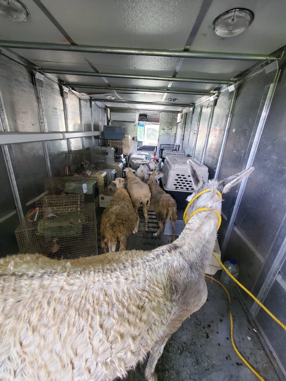 La policía rescató a 170 animales de un criadero clandestino en Gurabo, donde vivían hacinados y sin acceso a cuidados básicos o veterinarios.