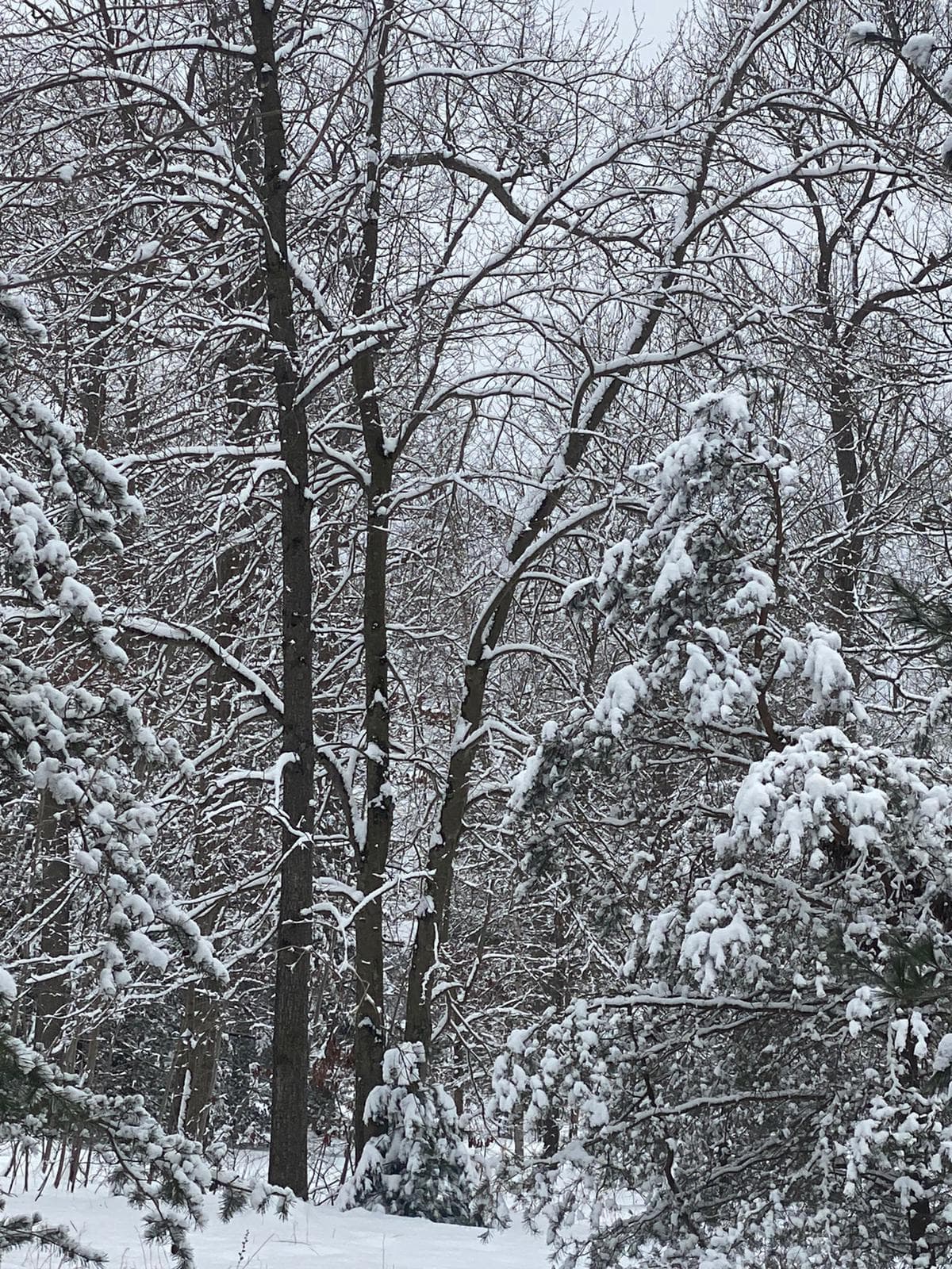 El área de Newfield también recibió bastante nieve y el paisaje invernal es encantador.