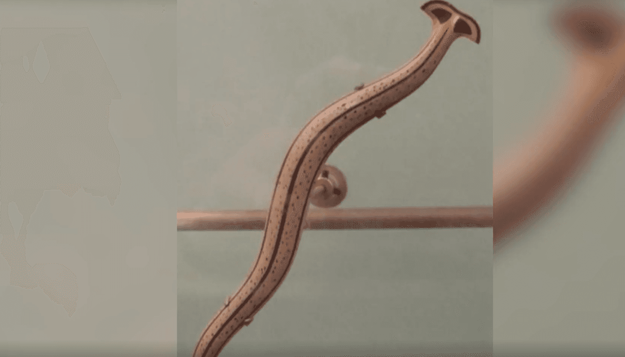 Aparecen gusanos invasores en San Antonio tras recientes lluvias 