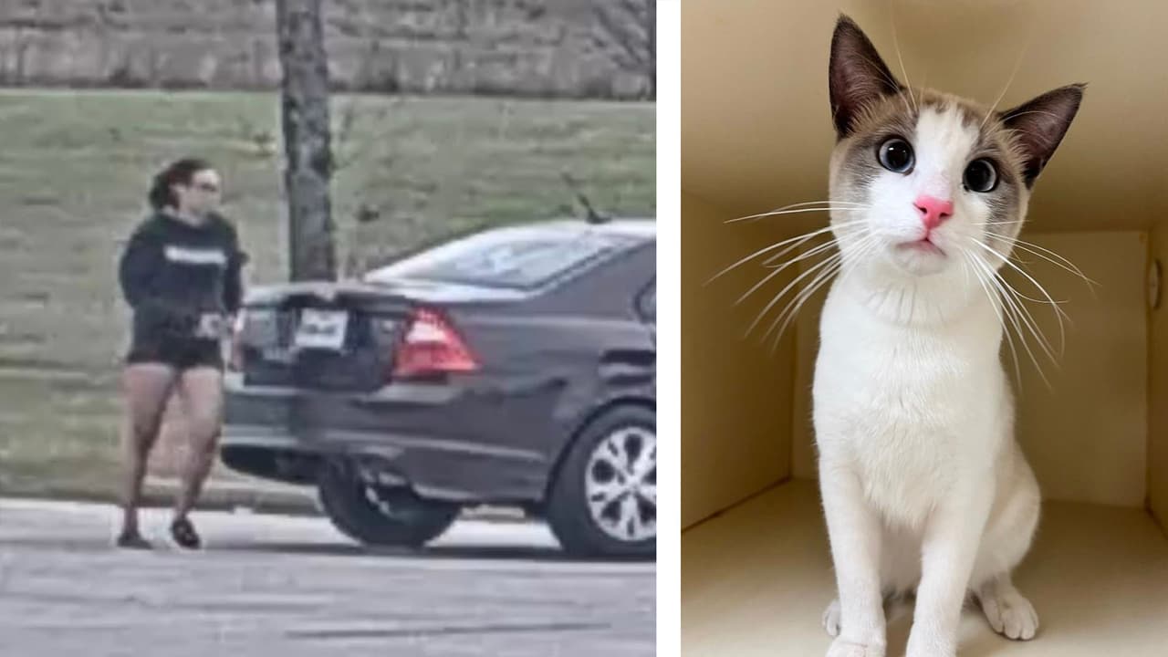 Mujer tira un gato a la basura en un parque de Texas: todo queda captado en video