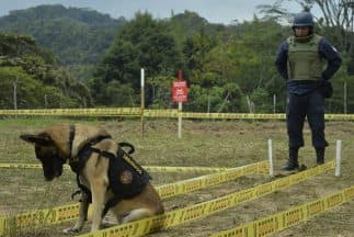 El plan del Gobierno y la guerrilla pretende erradicar los explosivos sembrados en diferentes zonas de Colombia a lo largo de más de 50 años.