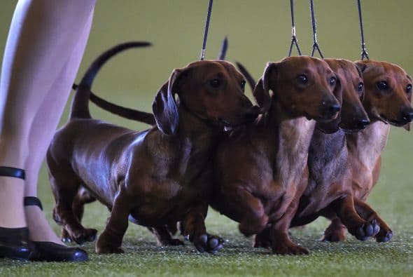Los salchicha no se quedaron atrás, estos cuatro competidores se pasearon con toda seguridad en la feria.