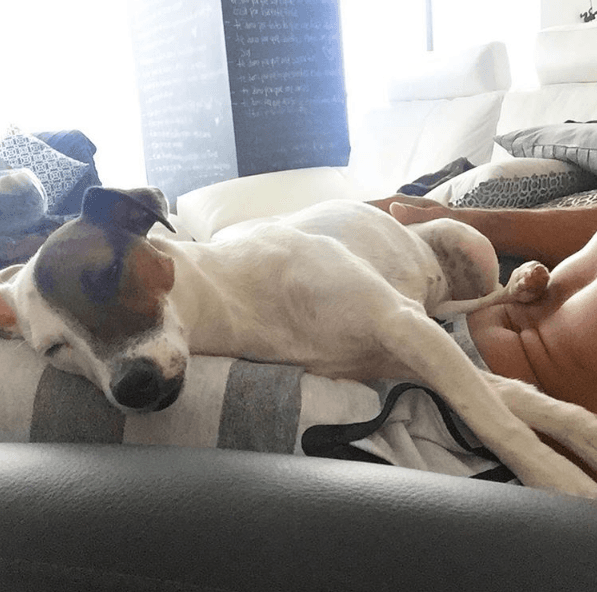 Esta perrita es la adoración de Chino y disfruta mucho dormir e la pancita de su dueño ¿quién no?.