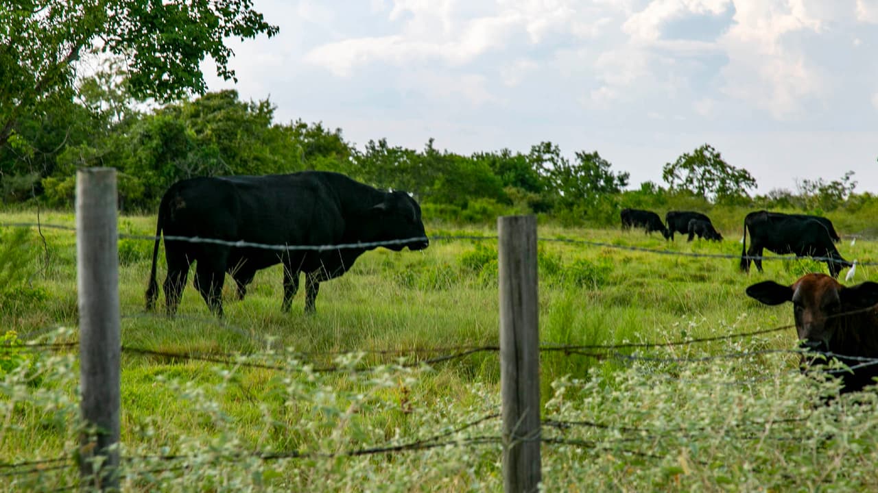 La vida animal también se hace presente a lo largo de la carretera.