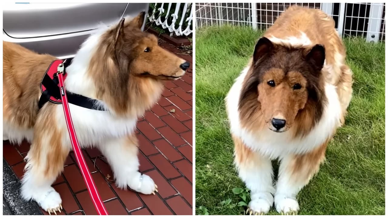 Hombre gastó miles de dólares en un disfraz de perro.