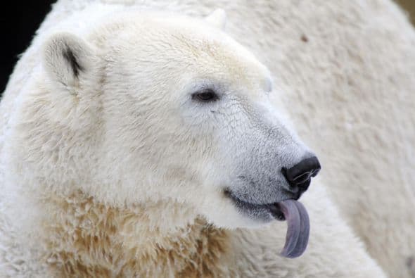 Tienen una vida mayoritariamente solitaria y nómade. Cubren hasta miles de millas en busca de comida.