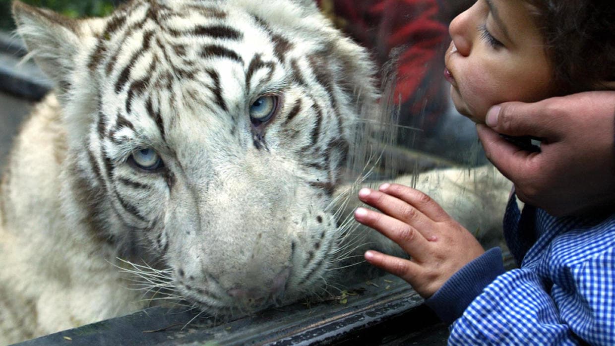 In the Americas, recent events at zoos reignite debate about their value