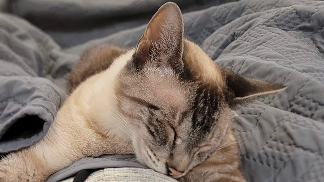 La doctora Andrea Stone recomienda que, si le vas a poner un microchip a tu perro o tu gato, podrías aprovechar que lo van a anestesiar para hacerle otro procedimiento como castrarlo o hacerle una limpieza dental.