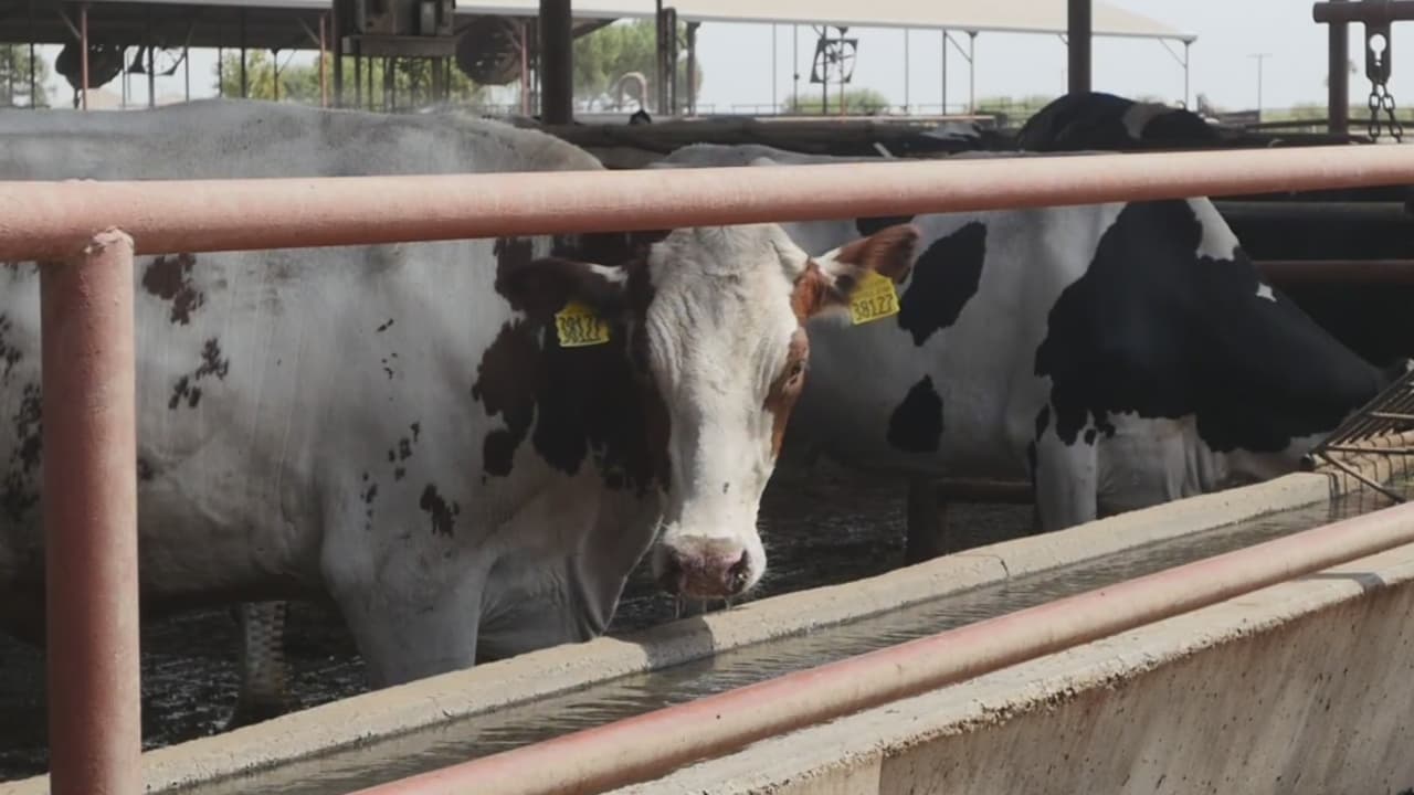 Tulare impulsa la industria lechera y reduce metano con tecnología para capturar biogás
