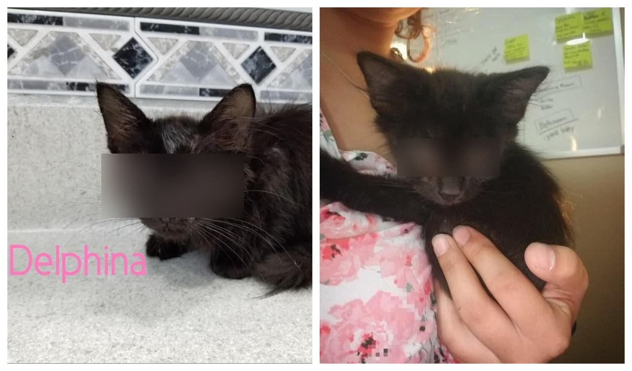 Buscan ayuda para Delphina, la gatita de dos meses a la que necesitan eliminarle los ojos