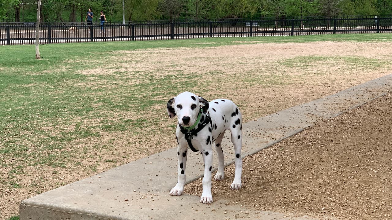 Algunos parques son para perros grandes y otros para los más pequeños.