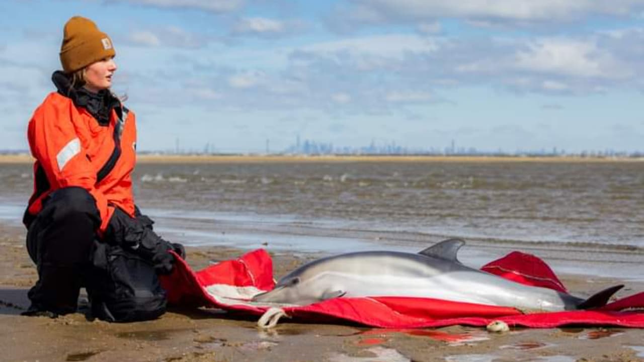 Mueren 8 delfines tras quedar varados en una playa de Nueva Jersey