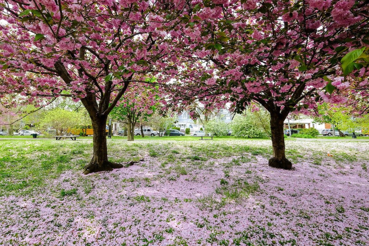 Este parque está ubicado 
<b>en Brooklyn en la calle E 38 entre las Avenidas I y J</b> y tiene varias actividades durante la primavera que 
<b><a href="https://www.nycgovparks.org/parks/amersfort-park/" target="_blank">puedes revisar aquí</a></b>. 
<br>