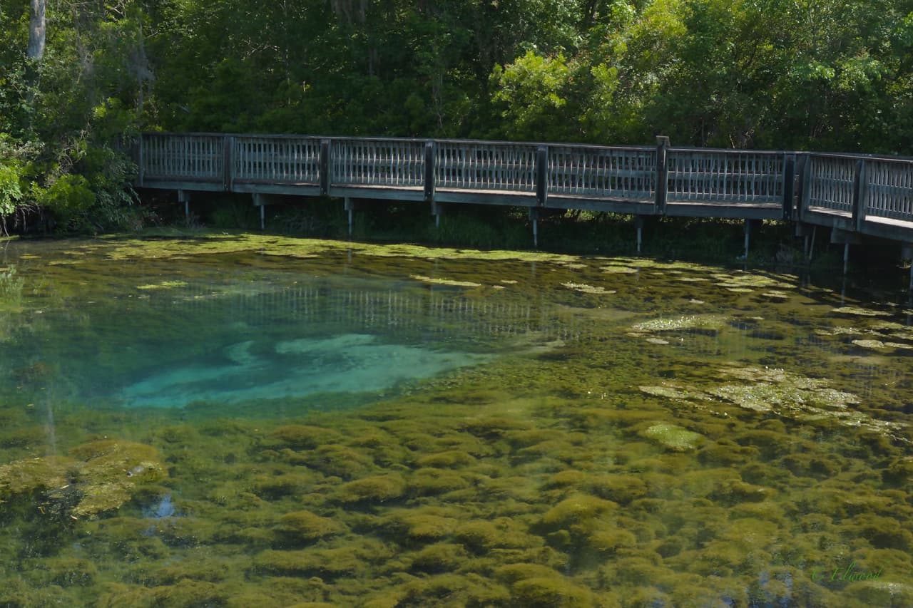<b>Magnolia Springs State Park (Millen) </b>
<br>
<b>Sitio web</b>: 
<a href="https://gastateparks.org/MagnoliaSprings">https://gastateparks.org/MagnoliaSprings</a> 
<br>
<b><a href="https://maps.app.goo.gl/qjo7P8eSxewJDH4D7">Cómo llegar</a> </b>
<br>
<br>Los amantes de la historia y la naturaleza encontrarán todo lo que buscan de una salida al aire libre en Magnolia Springs. Trae tus binoculares y zapatos para caminar para explorar los manantiales de aguas cristalinas a lo largo del paseo marítimo, que ofrecen una buena oportunidad de ver caimanes, tortugas y otros animales salvajes.