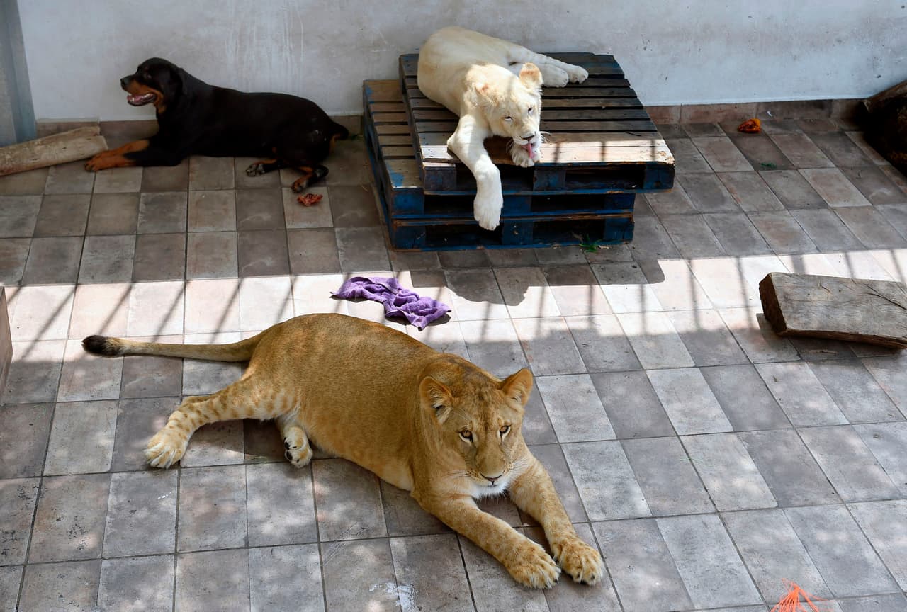 Rodríguez asegura que su principal motivación es conservacionista. "Yo quiero que mis nietos y los tuyos conozcan un león blanco", enfatiza. "Hay seres humanos que son más peligrosos", concluyó.