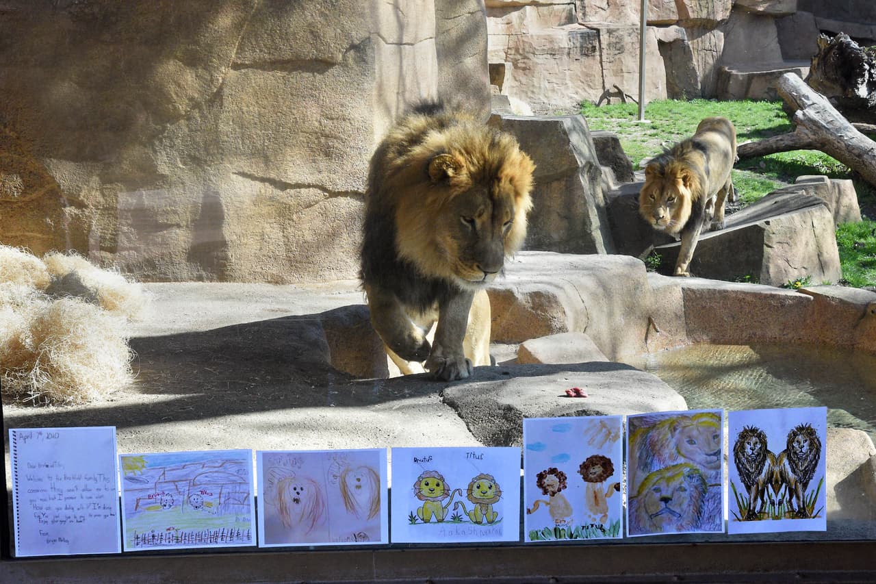Después de ver a Brutus y Titus en uno de los chats de Facebook Live 'Bringing the Zoo to You', que se llevan a cabo de lunes a viernes a las 11:00 am, los niños comenzaron a enviar dibujos de los leones y mensajes de bienvenida al zoológico.