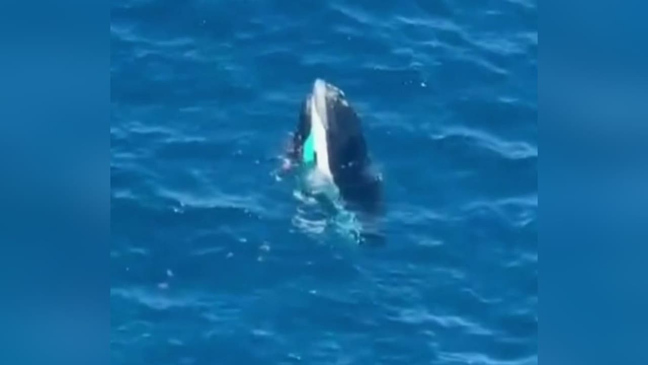Hallan con vida a un guía turístico que desapareció junto a otra persona en una playa de México