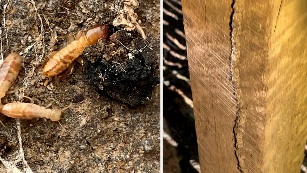 Termitas: destructoras silenciosas que amenazan contra la seguridad de nuestro hogar 