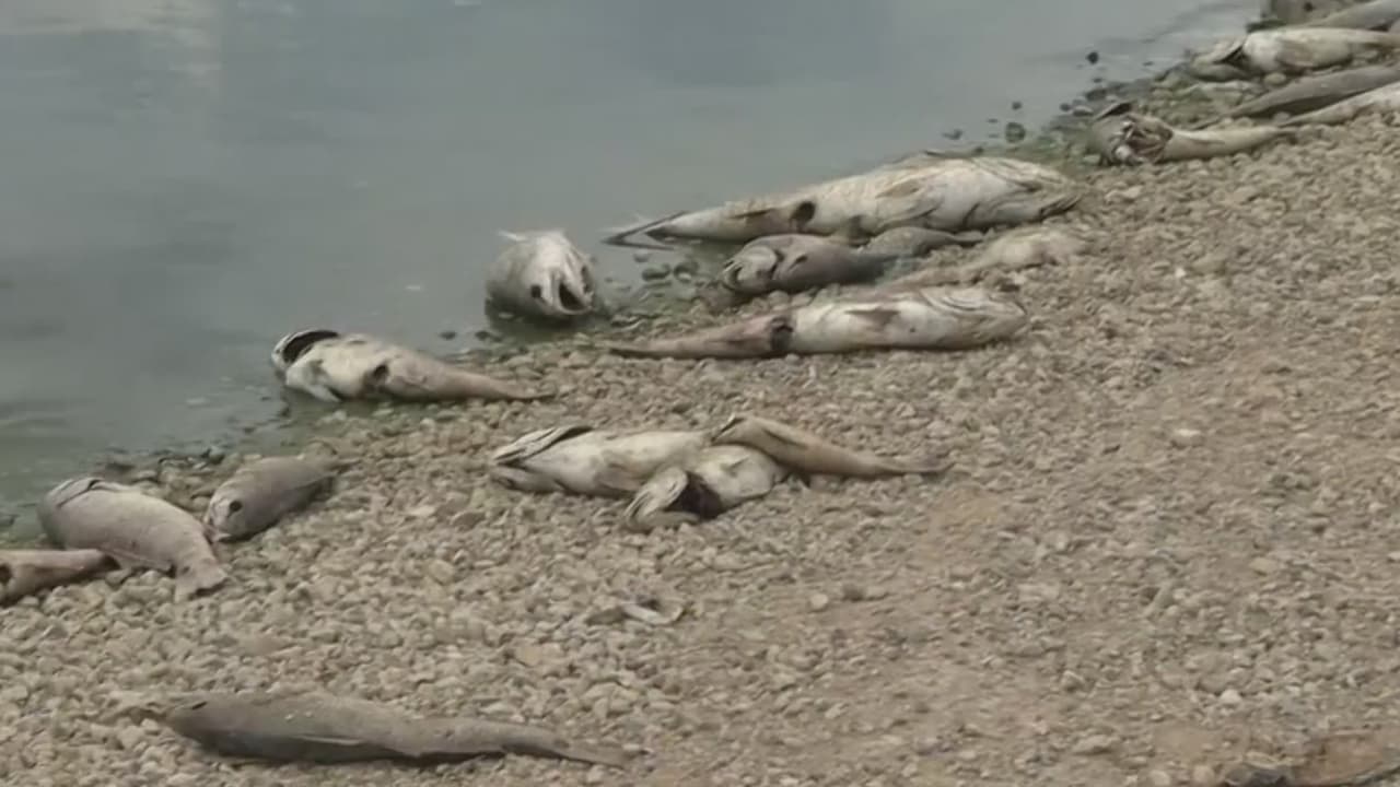 Hay cientos de peces muertos en Calaveras Lake: esto se sabe de la posible causa