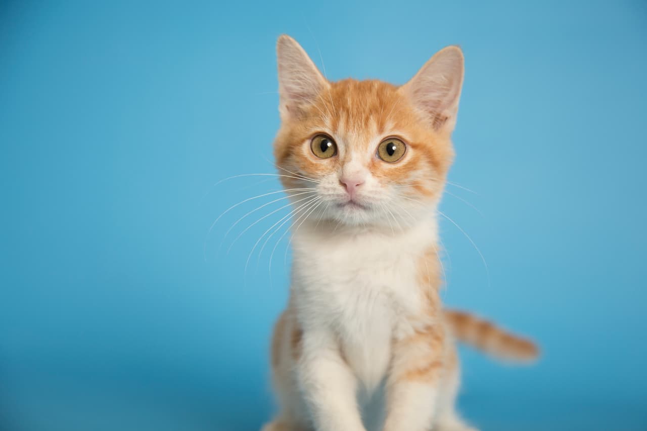 Estos son algunos de más de 30 mil animalitos rescatados por el Human Society de Arizona que están esperando por una familia. ¿Te animas a adaptar a una de estas hermosas mascotas?