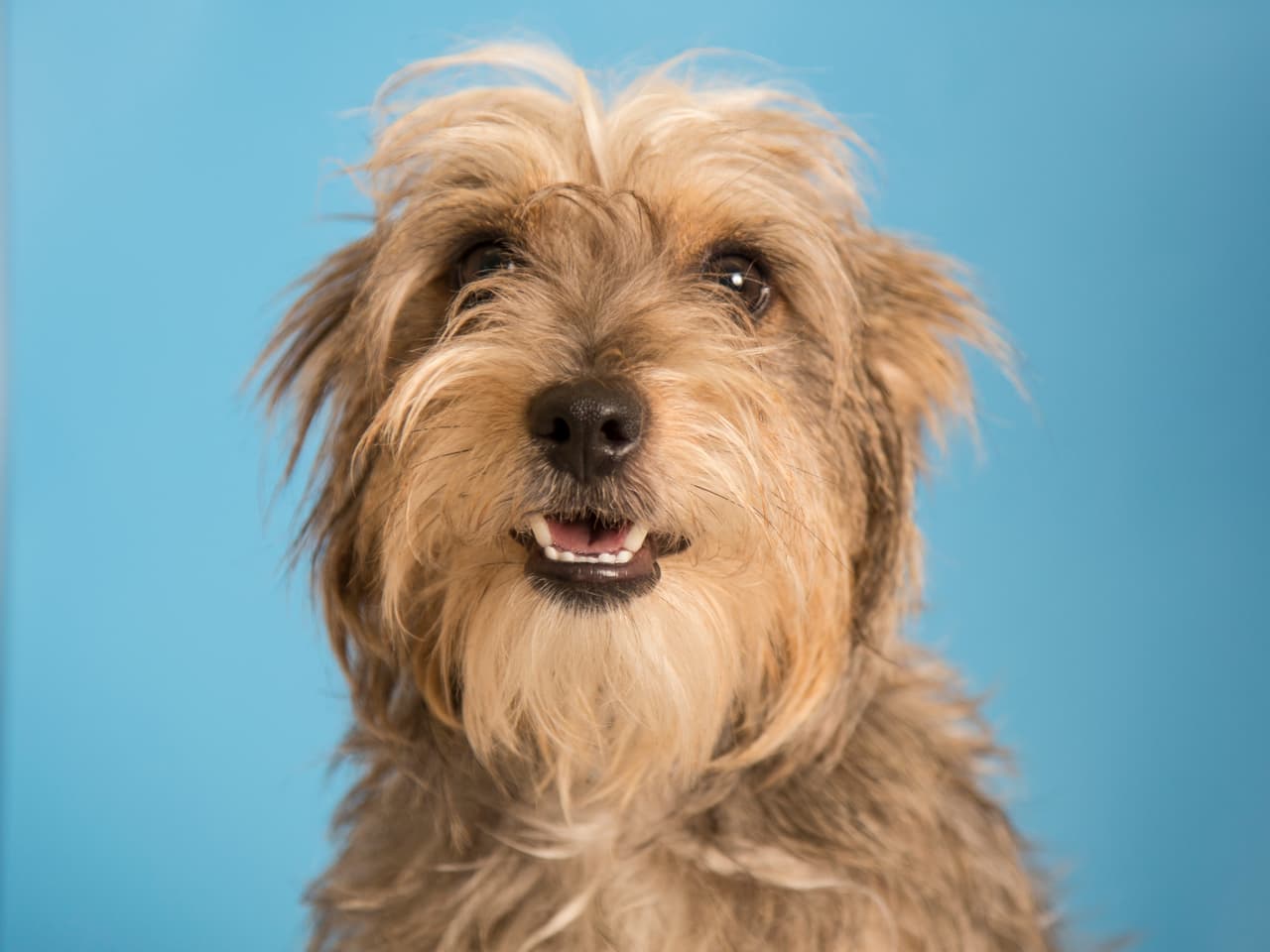 Estos son algunos de más de 30 mil animalitos rescatados por el Human Society de Arizona que están esperando por una familia. ¿Te animas a adaptar a una de estas hermosas mascotas?