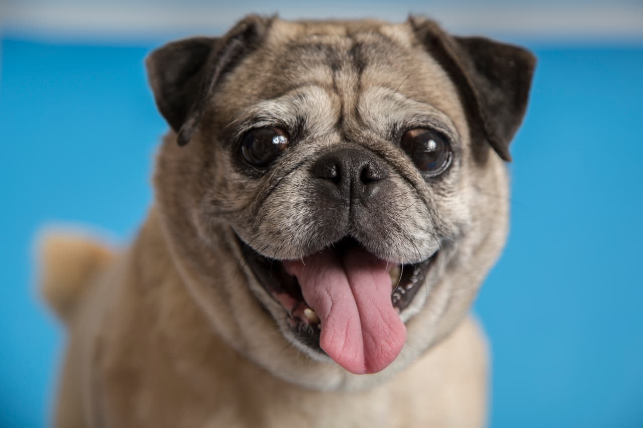 Estos son algunos de más de 30 mil animalitos rescatados por el Human Society de Arizona que están esperando por una familia. ¿Te animas a adaptar a una de estas hermosas mascotas?