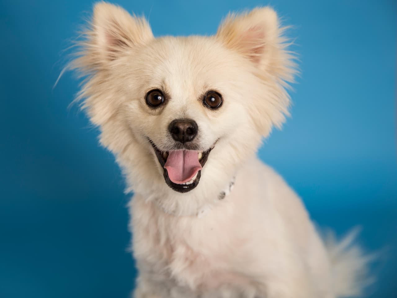 Estos son algunos de más de 30 mil animalitos rescatados por el Human Society de Arizona que están esperando por una familia. ¿Te animas a adaptar a una de estas hermosas mascotas?