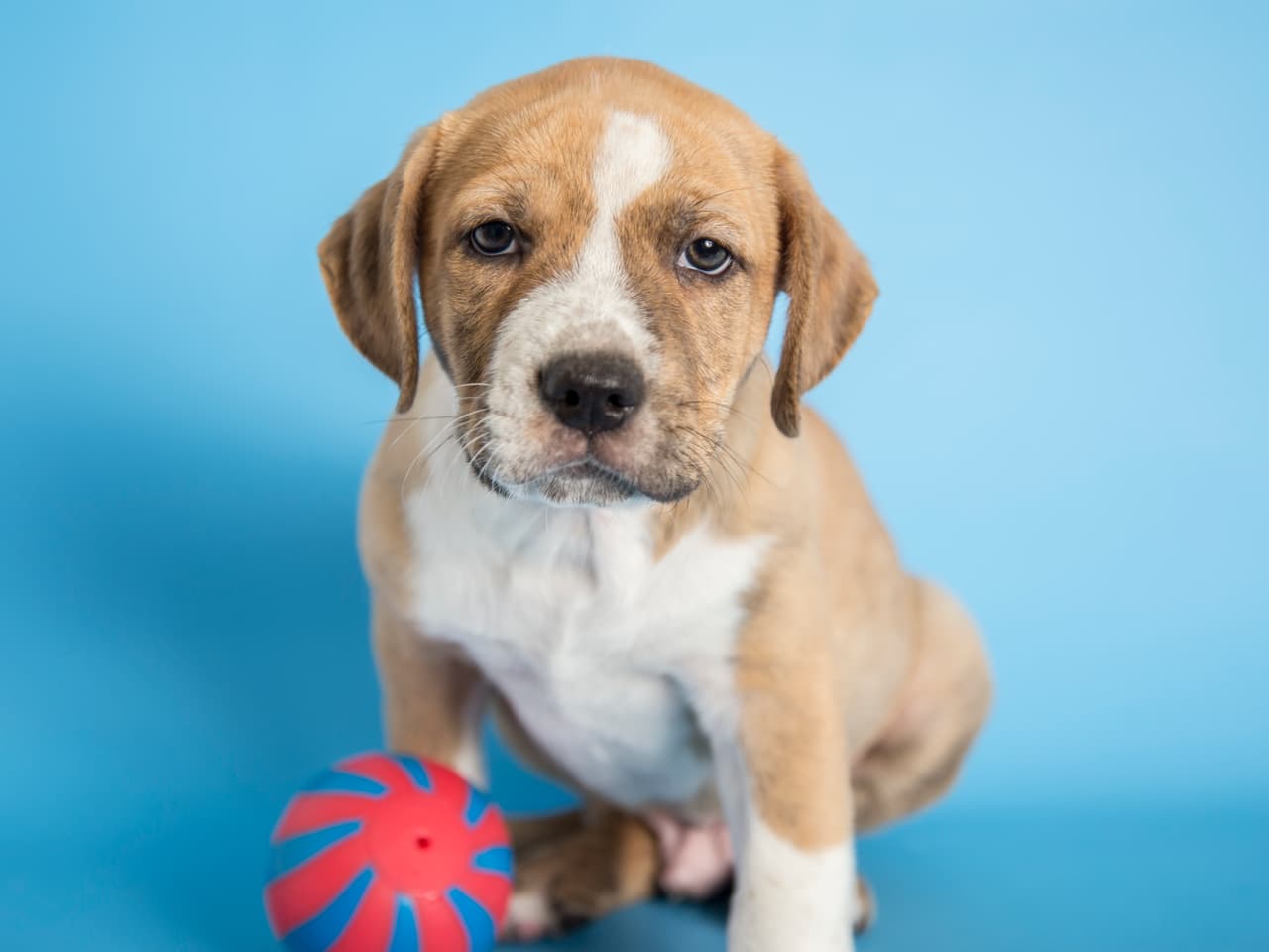 Estos son algunos de más de 30 mil animalitos rescatados por el Human Society de Arizona que están esperando por una familia. ¿Te animas a adaptar a una de estas hermosas mascotas?